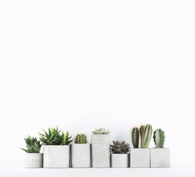 Succulents ve kaktüs beyaz başucundaki beton bir tencere