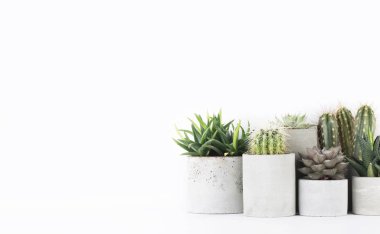 Succulents ve kaktüs beyaz başucundaki beton bir tencere