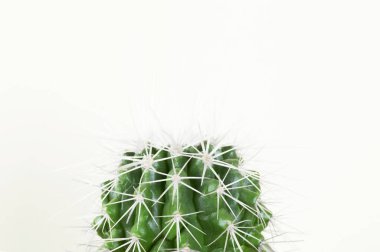 Beyaz Duvarda Yeşil Kaktüs