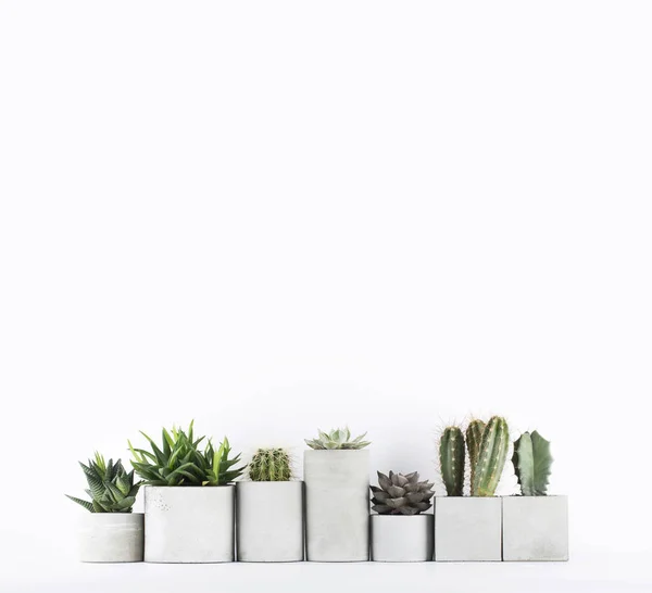 Succulents and cactus in a concrete pots on a white bedside table