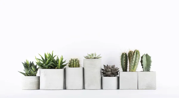 Succulents Cactus Concrete Pots White Bedside Table — Stock Photo, Image