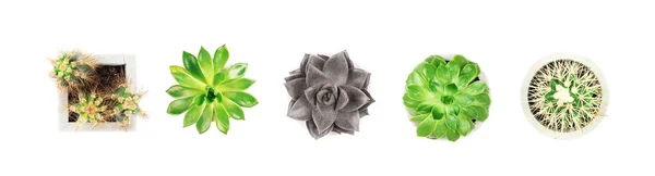 Succulents Cactus Concrete Pots White Background Flat Lay Top View — Stock Photo, Image