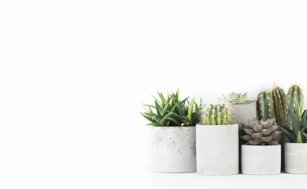 Succulents Cactus Dans Des Pots Béton Sur Une Table Chevet — Photo