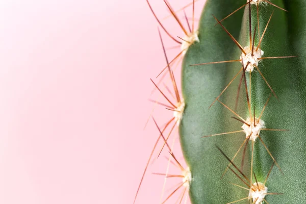 Cactus Vert Sur Fond Rose — Photo
