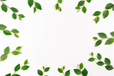 Yeşil dallar, yapraklar, bitkiler beyaz arka plan manzarasında çerçeve sınırı. kopyalama alanı. düz yat