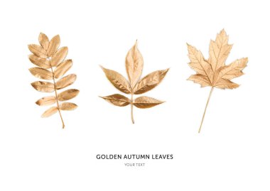 Sonbahar altın yaprakları beyaz arka planda izole. Düz konum, üst görünüm, kopyalama alanı