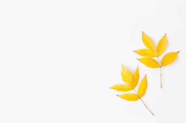 Sonbahar kompozisyonu. Beyaz arka planda sonbahar yaprakları. Düz konum, üst görünüm, kopyalama alanı