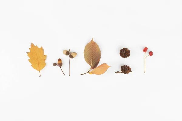 Autumn Composition Cones Acorns Berries Leaves White Background Flat Lay — Stock Photo, Image