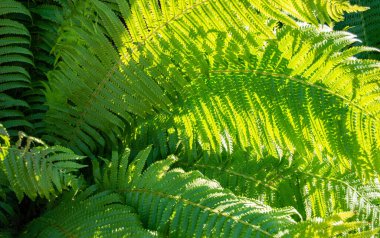 Eğreltiotu yaprağı güneş ışığıyla aydınlatılır.