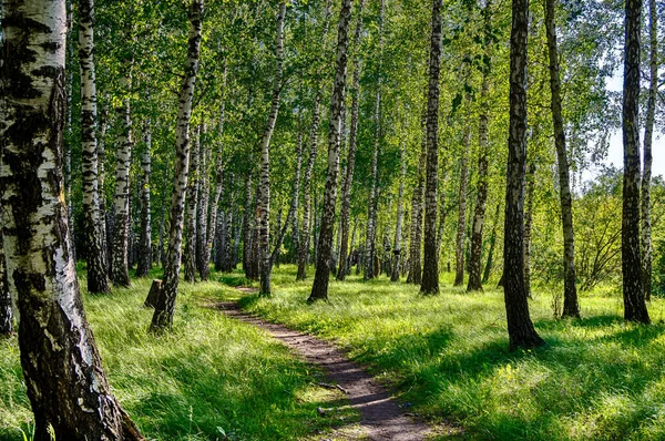 Brzozowy Las Jasnym Świetle Zielone Brzozy Słońcu Zdjęcie Stockowe