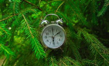 Sunny Park 'taki bir ağaç dalında metal bir çalar saat asılı.