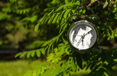 Sunny Park 'taki bir ağaç dalında metal bir çalar saat asılı.