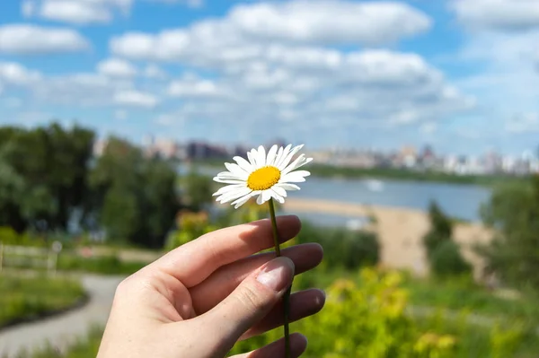 Güneşli bir günde bir parkın arka planında bir kadının elinde papatya çayı.
