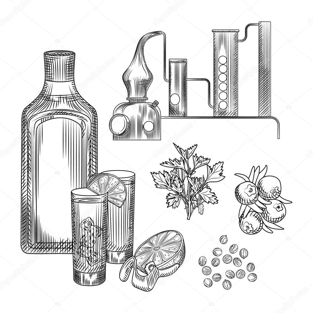 Set of gin in hand drawn style on white background.glasses with gin and tonic cocktail, alembic, coriander, lemon peel. Element for bar menu design. Engraving vintage isolated vector illustration.
