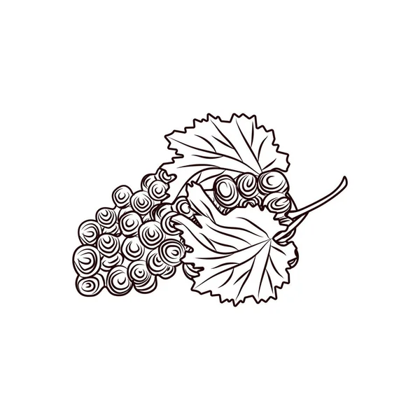 手工采摘葡萄一束葡萄素描 背景为白色 新鲜水果单色素描 雕刻风格 矢量说明 — 图库矢量图片