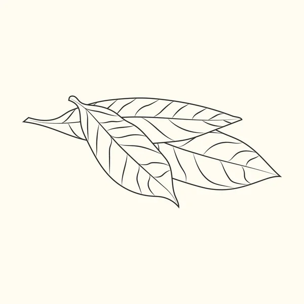 Bay Leaves Sketch Isolated Background Food Ingredient Vintage Engraved Style — Stock Vector