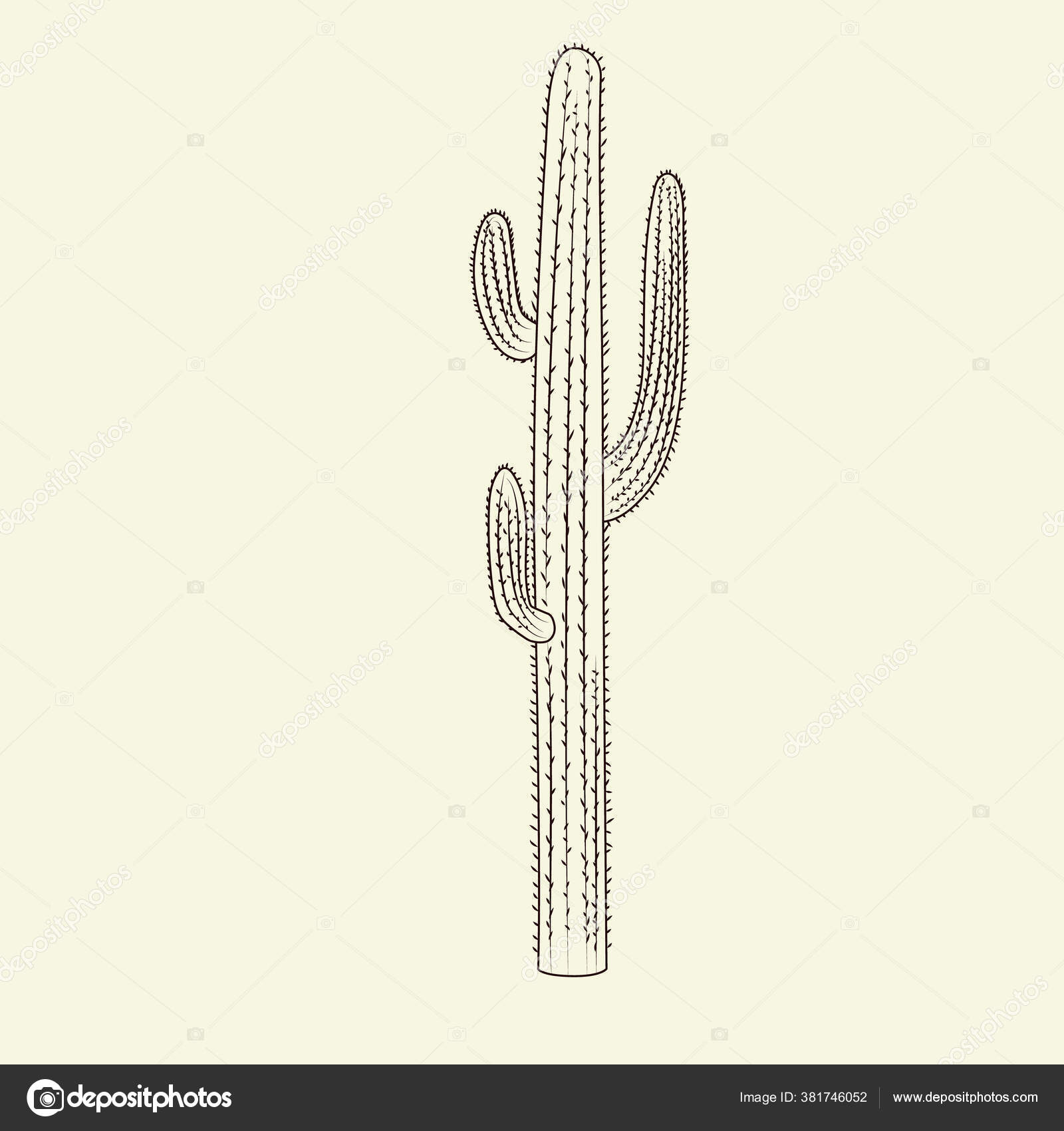 Planta cacto saguaro em fundo branco