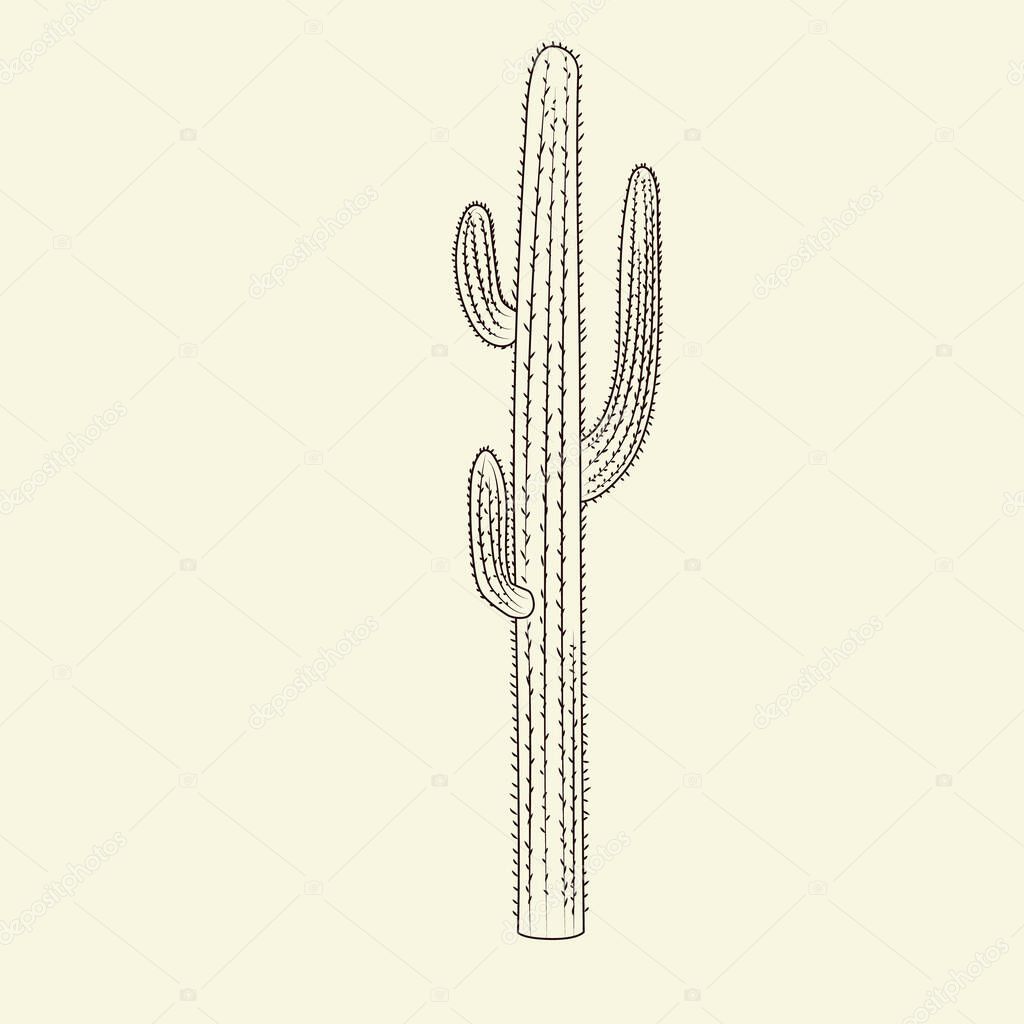 Wild saguaro cacti sketch. Hand drawn cactus isolated on light background. Engraving vintage style. Vector illustration.
