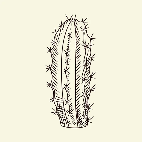 Ręcznie Rysowany Kaktus Izolowany Jasnym Tle Ilustracja Dzikiego Wektora Kaktusów — Wektor stockowy