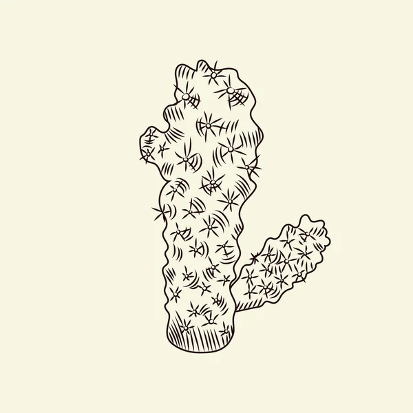 Croquis Cactus Sauvages Mammillaria Cactus Isolé Sur Fond Clair Gravure — Image vectorielle