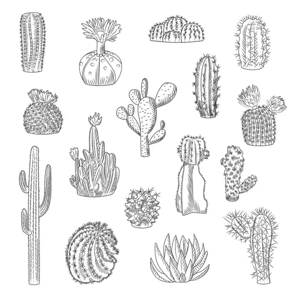 Cactus Collectie Geïsoleerd Lichte Achtergrond Hand Getrokken Stijl Set Van — Stockvector