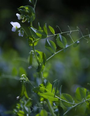 Mutfak bahçesinde kabuklu bezelye üzümü ve beyaz çiçek.