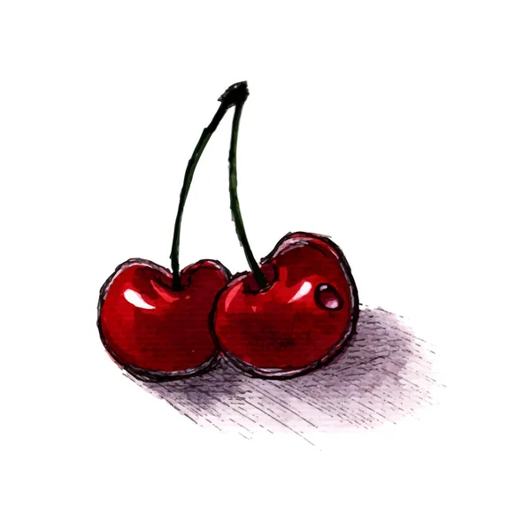 Cherryr Aquarela Desenhado Mão Vetor — Vetor de Stock