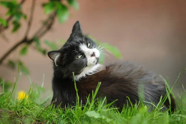 Siyah ve beyaz bir kedi kameraya doğru uzanmış ve arkasına bakıyor. Gözlere odaklan..