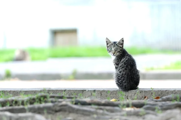 一只孤独的小猫坐在边境的街上 悲伤地看着摄像机 看着我的眼睛 — 图库照片