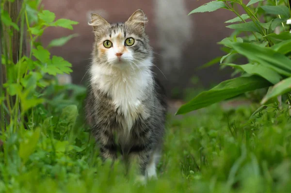 Fluffy Cat Stands Grass Background Old Wall Selective Focus Eyes — Stock Photo, Image