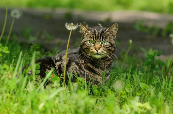 Tabby Zabawny Kot Leży Trawie Mniszkami Lekarskimi Selektywny Nacisk Oczy — Zdjęcie stockowe