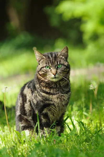 Dorosły Kot Paski Siedzi Zielonej Trawie Patrzy Kamerę — Zdjęcie stockowe