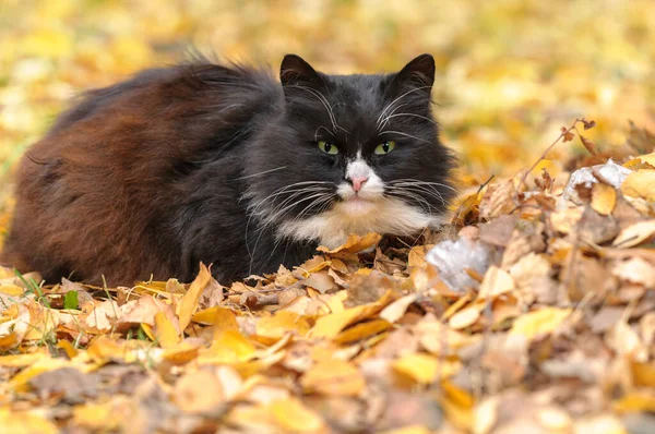 黑白相间的绒毛猫躺在黄叶的背景上 秋天的概念 选择性地专注于眼睛 — 图库照片