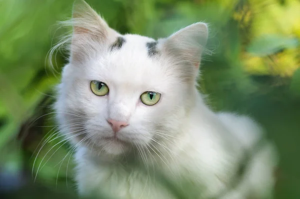 一只披着绿叶的白色绒毛猫的画像 选择性地专注于眼睛 — 图库照片