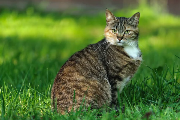 Çimenlerde oturup kameraya bakan tekir kedi.