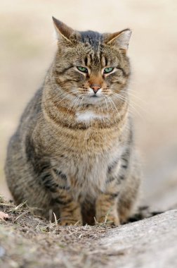 Şişko üzgün tekir kedi yerde oturuyor.