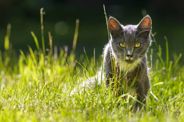 Chat Dans Rétroéclairage Est Assis Dans Herbe Bokeh Copier Des — Photo