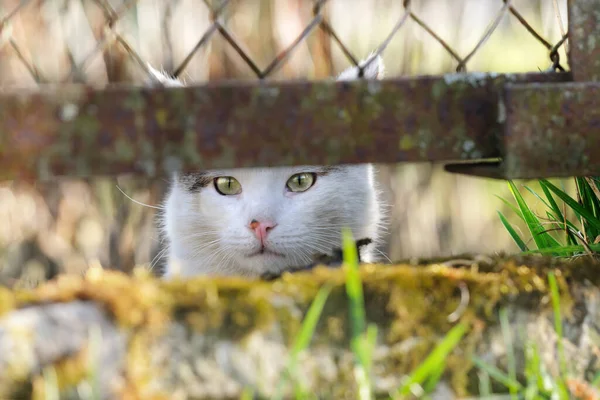 Γάτα Κρυφοκοιτάζει Μέσα Από Την Τρύπα Στο Φράχτη Επιλεκτική Εστίαση — Φωτογραφία Αρχείου
