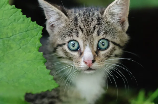 Büyük, korkmuş gözlü bir kedi yavrusunun portresi. Gözlere odaklan..