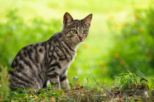 Genç Bir Kedi Çimlerin Üzerinde Yan Yatar Bokeh Seçici Odaklanma — Stok fotoğraf