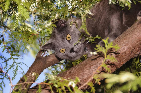 Gray cat hunting a tree in foliage