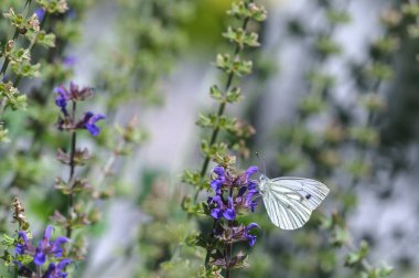 Çiçekli arka plan, kelebek ve nane