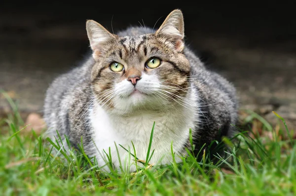 Şişko kedi ters dönmüş gözlerle çimlerin üzerinde yatıyor.