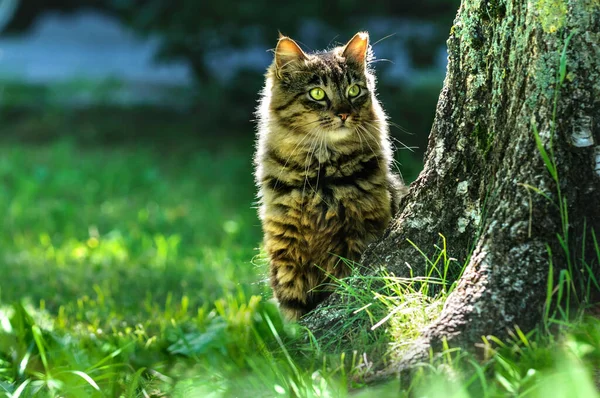Yumuşak kedi ağacın yanındaki çimenlerde oturur. Yazın parlak arka plan portresi. Seçici odak