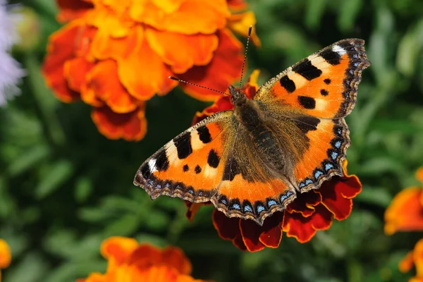 Kanatları açık parlak bir kelebek bir çiçeğin üzerinde oturur. Bulanık çiçek arkaplanı. Marigold. Seçici odak