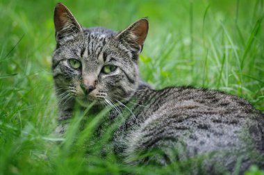 Tekir kedi yeşil çimlerin üzerinde yatıyor. Seçici odak