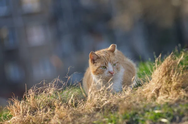 Kedi solmuş çimlerin üzerinde dinleniyor. Arka planda penceresi olan evler. Sonbahar, rüzgar, üzüntü.