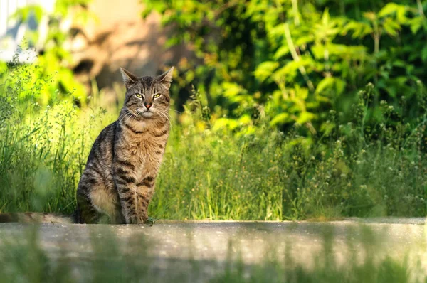 Кіт Сидить Тлі Високої Трави Дивиться Камеру Копіювати Простір — стокове фото