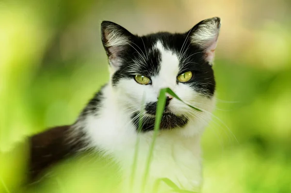 模糊背景下的猫的肖像 躲在草丛里 — 图库照片