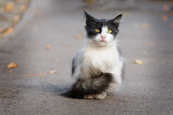 Fluffy Kitten Black White Sitting Street Concept Loneliness Cold Longing — Stock Photo, Image